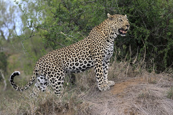 Leopard