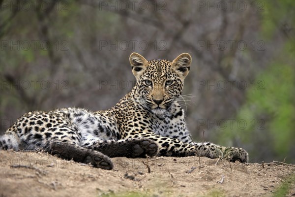 Leopard