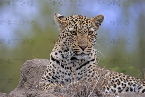 Leopard