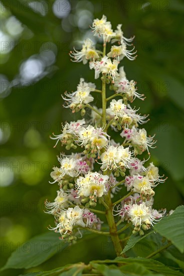 Flower of a common horse chestnut