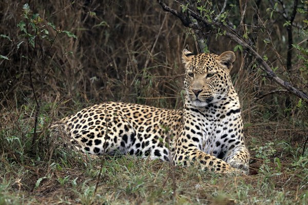 Leopard
