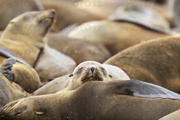 Cape Fur Seal