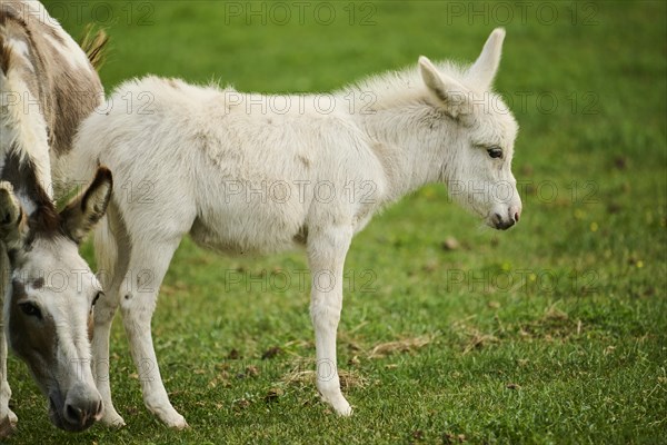 Donkey