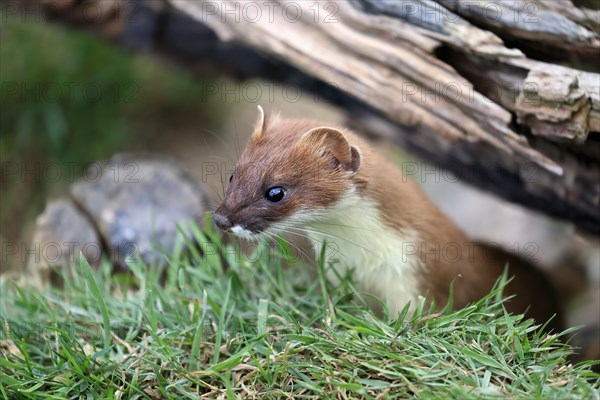 Ermine