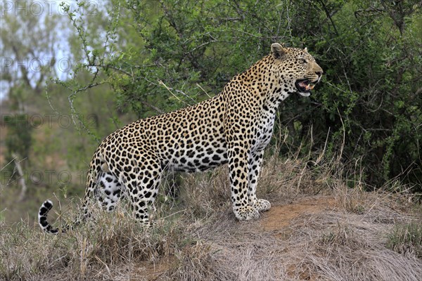 Leopard