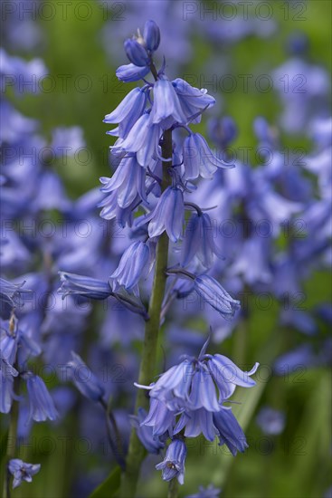 Bluebell