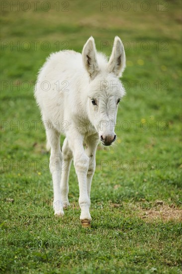 Donkey