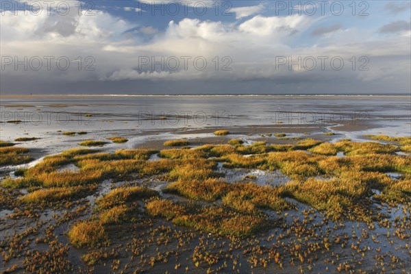 View into the mudflats to the north on the island of Minsener Oog