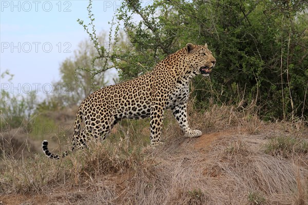 Leopard