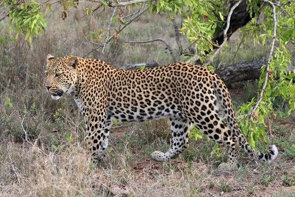 Leopard