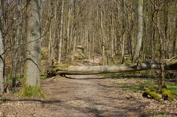 Forest path
