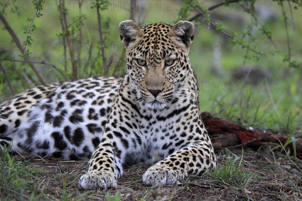 Leopard