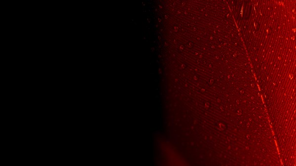 Abstract macro shot red peacock feather black backdrop
