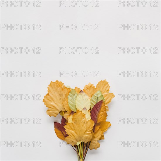 Bouquet autumn leaves white background