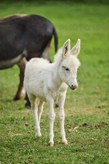 Donkey
