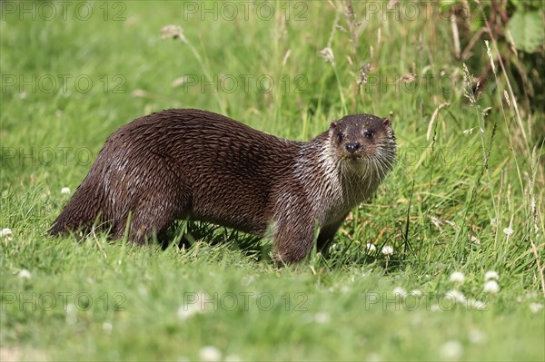 European otter