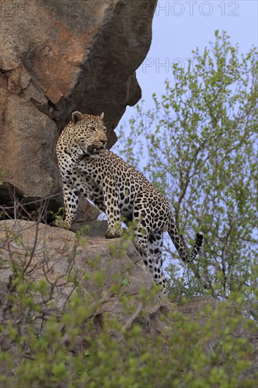 Leopard