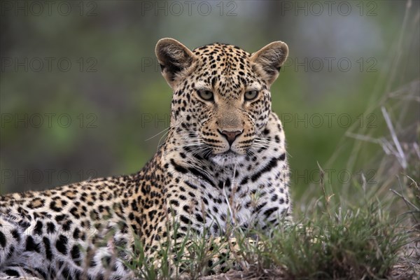 Leopard