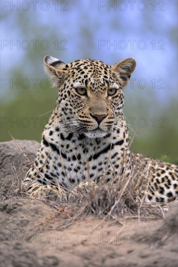 Leopard