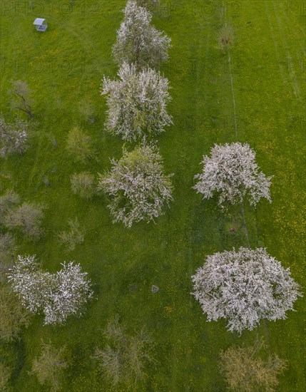 Drone image of blossoming cherry trees