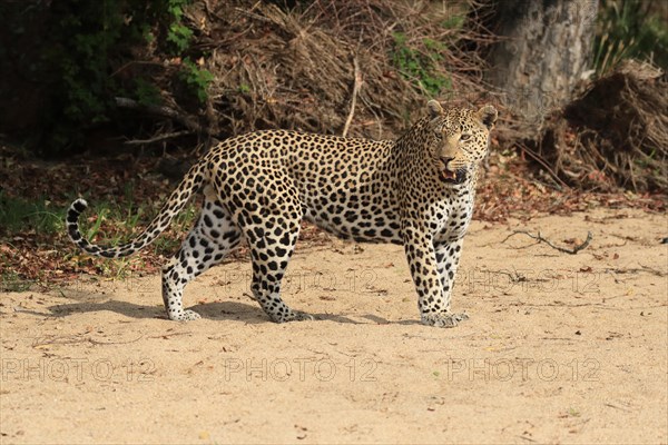 Leopard