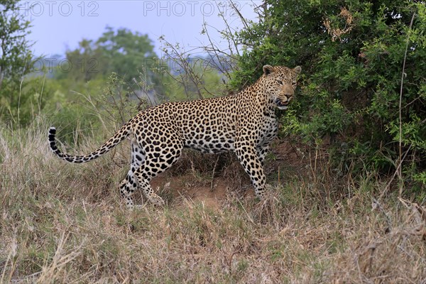 Leopard