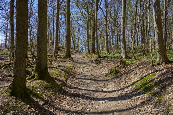Forest path