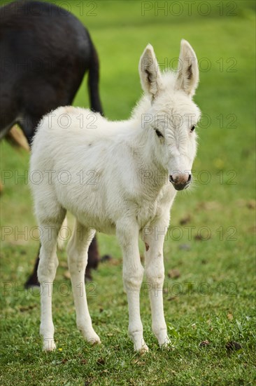 Donkey