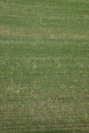 Maize field