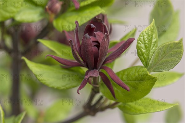 Carolina sweetshrub