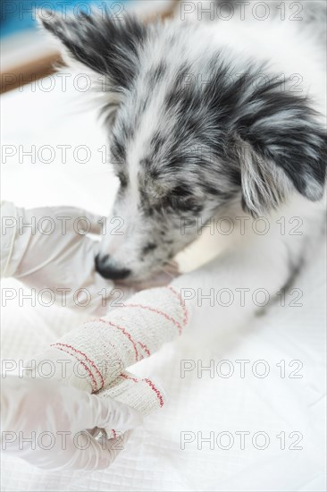 Female veterinarian applying white bandaged dog s paw limb
