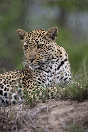 Leopard