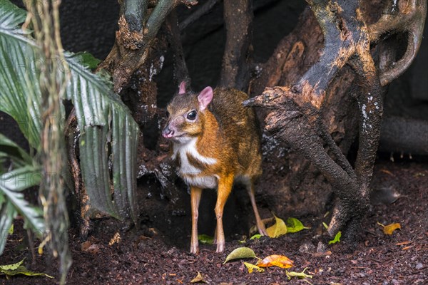Lesser mouse-deer