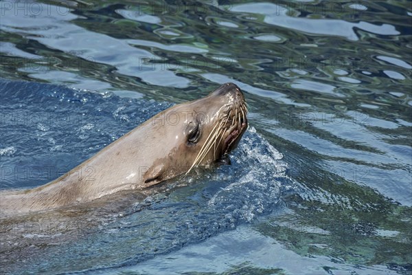 Steller sea lion