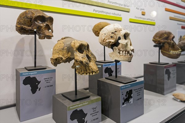 Collection of prehistoric Homininae skull replicas