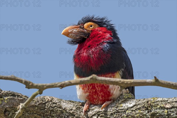 Bearded barbet