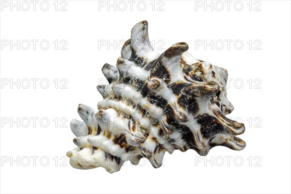 (Vasum turbinellus), tropical sea snail, marine gastropod mollusk native to the Indo-Pacific Ocean