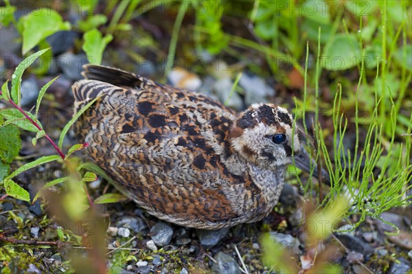 Eurasian Woodcock