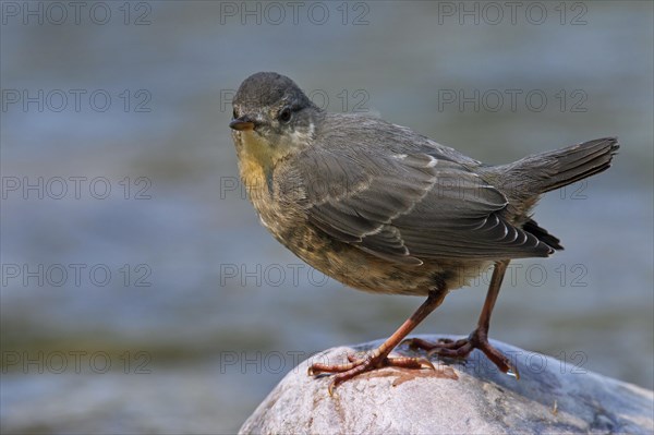 American dipper