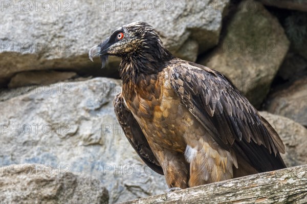 Bearded vulture