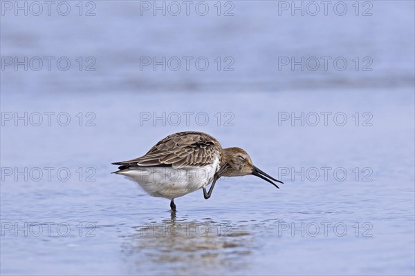 Dunlin