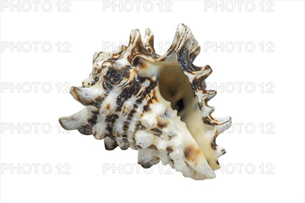 (Vasum turbinellus), tropical sea snail, marine gastropod mollusk native to the Indo-Pacific Ocean