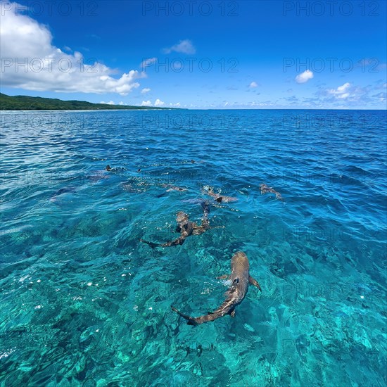 In the foreground blacktip reef shark blacktip reef shark blacktip reef shark swims just below the sea surface water surface over shimmering turquoise coral reef