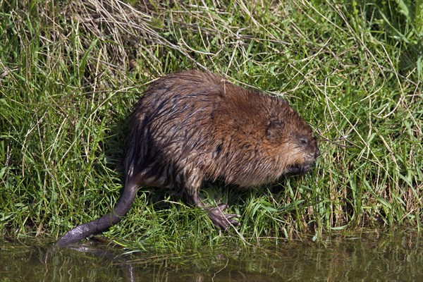 Muskrat