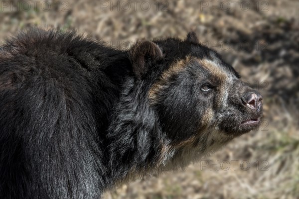 Spectacled bear