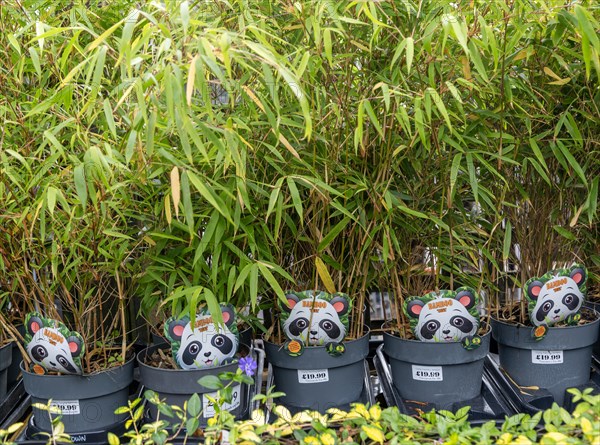 Potted bamboo plants on sale in garden centre