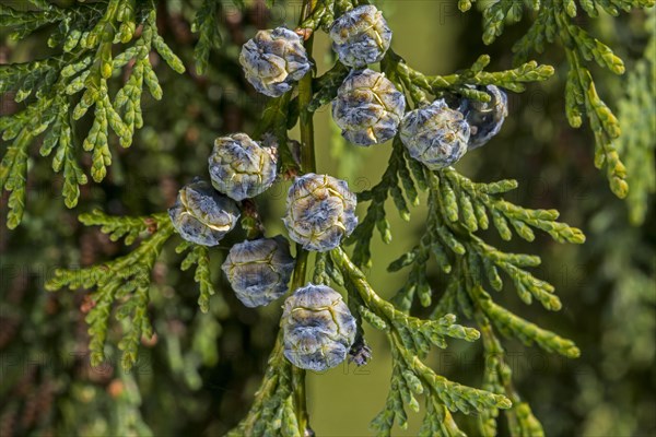 Port Orford cedar