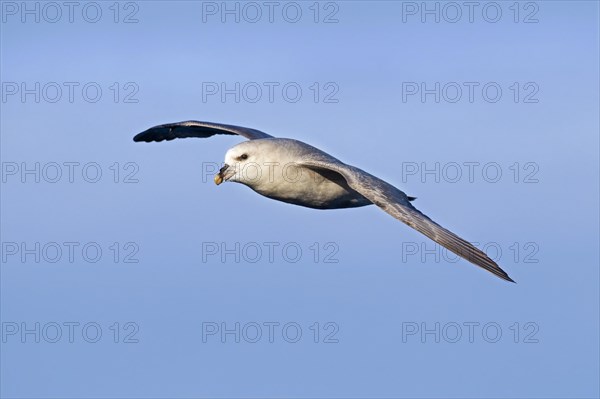 Northern fulmar
