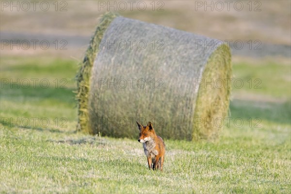Red fox