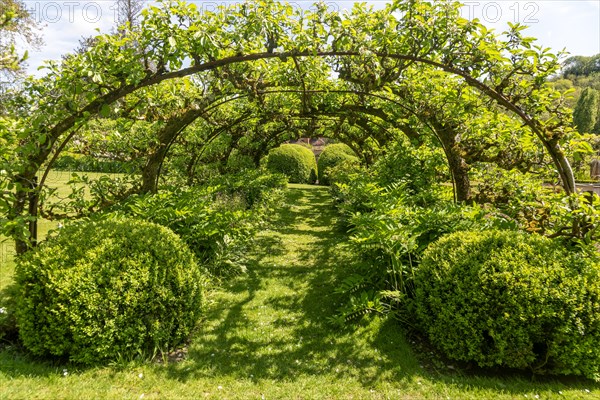 Apple tree tunnel Heale House and gardens